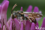 Wasp-bee (Nomada integra)