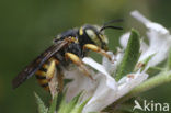 Tweelobbige wolbij (Anthidium oblongatum)