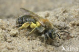 Andrena helvola