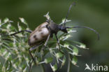 Pachytodes cerambyciformis