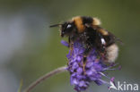 heath bumblebee (Bombus jonellus)