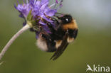 heath bumblebee (Bombus jonellus)