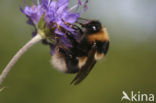 Veenhommel (Bombus jonellus) 