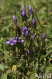 Veldgentiaan (Gentianella campestris) 