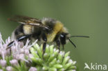 White-tailed bumblebee (Bombus lucorum)