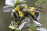 Veldhommel (Bombus lucorum)