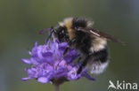 White-tailed bumblebee (Bombus lucorum)