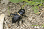 Veldkrekel (Gryllus campestris) 