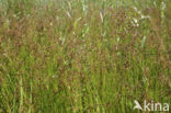 Veldrus (Juncus acutiflorus)