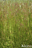 Sharp-flowered Rush (Juncus acutiflorus)