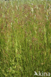 Veldrus (Juncus acutiflorus)