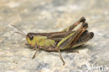 Grasshopper sp