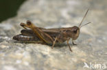 Grasshopper sp