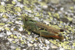 Grasshopper sp