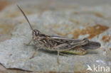 Veldsprinkhaan (Chorthippus sp.)