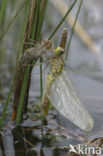 Venwitsnuitlibel (Leucorrhinia dubia) 