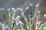 Forget-me-not (Myosotis spec.)