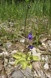 Common Butterwort (Pinguicula vulgaris)