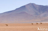 Vicuna (Vicugna vicugna)