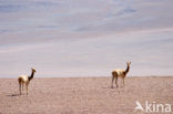 Vicuna (Vicugna vicugna)