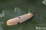 Four-spotted Footman (Lithosia quadra)