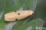 Four-spotted Footman (Lithosia quadra)