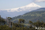 Villarica volcano
