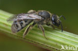 Viltige groefbij (Lasioglossum prasinum)