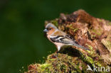 Chaffinch (Fringilla coelebs)