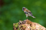 Chaffinch (Fringilla coelebs)