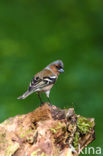 Chaffinch (Fringilla coelebs)