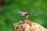Vink (Fringilla coelebs)