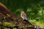 Chaffinch (Fringilla coelebs)