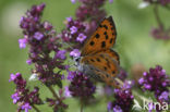 Purple-shot copper (Lycaena alciphron gordius)