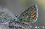 Vlaggewikkeblauwtje (Polyommatus eros)