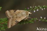 Bordered Straw (Heliothis peltigera)