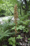 Bird’s-nest Orchid (Neottia nidus-avis)