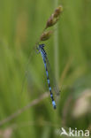 Vogelwaterjuffer (Coenagrion ornatum)