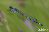 Vogelwaterjuffer (Coenagrion ornatum)