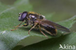 Vroeg Hoefbladgitje (Cheilosia himantopus)