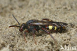 Vroege wespbij (Nomada leucophthalma) 