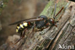 Vroege wespbij (Nomada leucophthalma) 