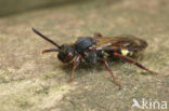Vroege wespbij (Nomada leucophthalma) 
