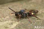 Vroege wespbij (Nomada leucophthalma) 