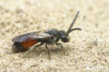 Wafelbloedbij (Sphecodes scabricollis) 