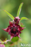 Wateraardbei (Potentilla palustris) 