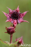 Wateraardbei (Potentilla palustris) 