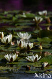 Waterlelie (Nymphaea hybride)