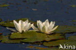 Waterlily (Nymphaea hybride)