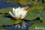 Waterlily (Nymphaea hybride)